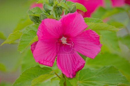 Closeup of Hibiscus mutabilis, also known as the Confederate rose, Dixie rosemallow, cotton rose or cotton rosemallow. Native to southern China.