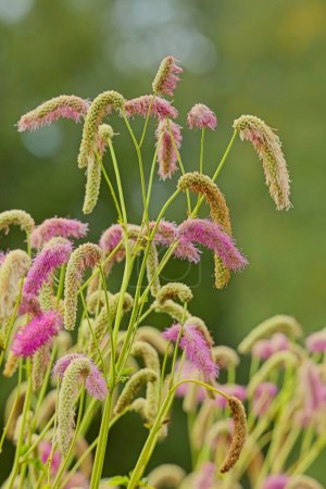 Closeup of Sanguisorba hakusanensis, the Korean mountain burnet, is a species of flowering plant in the family Rosaceae, native to Korea and Japan.