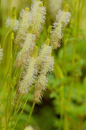 Sanguisorba canadensis, the white burnet or Canadian burnet, is a species of flowering plant in the rose family Rosaceae, native to North America.