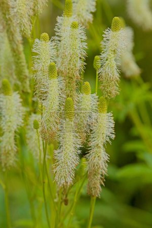 Sanguisorba canadensis, the white burnet or Canadian burnet, is a species of flowering plant in the rose family Rosaceae, native to North America.