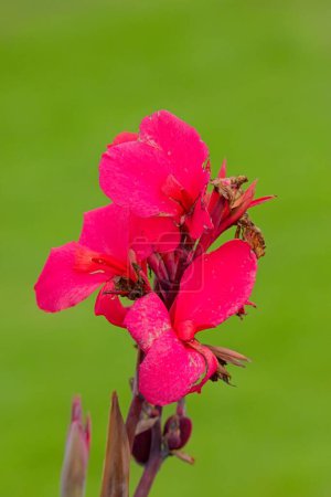 Canna indica, allgemein bekannt als indische Pfeilwurzel, afrikanische Pfeilwurzel, essbare Pfeilwurzel, lila Pfeilwurzel, Pfeilwurzel aus Sierra Leone, ist eine Pflanzenart aus der Familie Cannaceae.