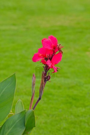 Closeup of Canna indica est une espèce de plante de la famille des Cannaceae, connue sous le nom de Canna indica..