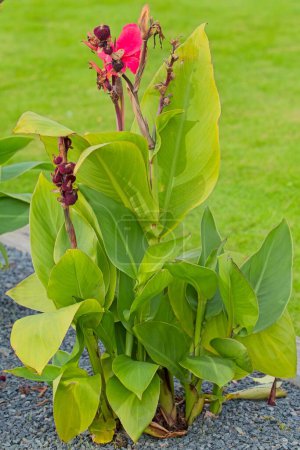 Primer plano de Canna indica, comúnmente conocido como tiro indio, arrurruz africano, canna comestible, arrurruz púrpura, arrurruz de Sierra Leona, es una especie de planta de la familia Cannaceae..