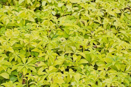 Closeup of pachysandra terminalis es una especie de planta fanerógama perteneciente a la familia Buxaceae, nativa de Japón, Corea y China..