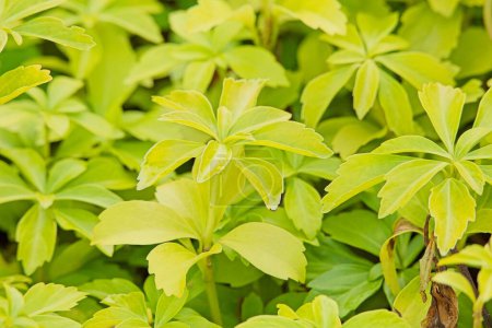 Closeup of pachysandra terminalis es una especie de planta fanerógama perteneciente a la familia Buxaceae, nativa de Japón, Corea y China..