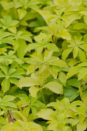 Closeup of pachysandra terminalis est une espèce de plante de la famille des Buxaceae, originaire du Japon, de Corée et de Chine..