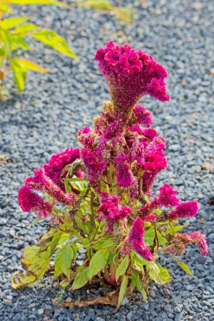 Closeup of celosia argentea, commonly known as the plumed cockscomb or silver cock's comb, is a herbaceous plant native India and Nepal.