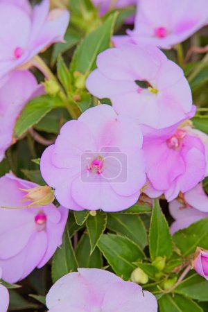 Closeup of impatiens hawkeri es una especie de planta fanerógama perteneciente a la familia Balsaminaceae, nativa de Papúa Nueva Guinea y las Islas Salomón..