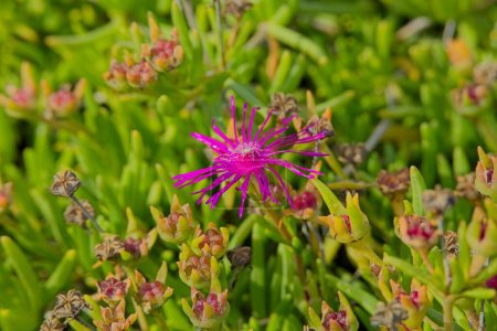 Primer plano de delosperma cooperi, la planta de hielo que sigue, la planta de hielo resistente o la alfombra rosa, es una planta perenne enana nativa de Sudáfrica.