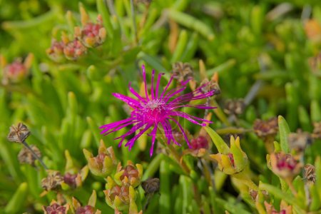 Closeup of delosperma cooperi, the trailing Iceplant, hardy iceplant or pink carpet, is a dwarf perennial plant native to South Africa.