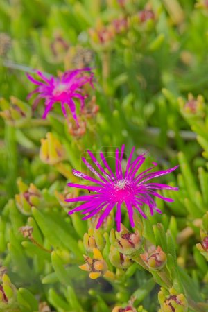 Primer plano de delosperma cooperi, la planta de hielo que sigue, la planta de hielo resistente o la alfombra rosa, es una planta perenne enana nativa de Sudáfrica.