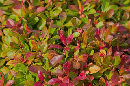 Closeup of gaultheria procumbens est une espèce de gaulthérie originaire du nord-est de l'Amérique du Nord, également connue sous le nom de teaberry oriental, de myrtille, de ronce ou de gaulthérie d'Amérique..