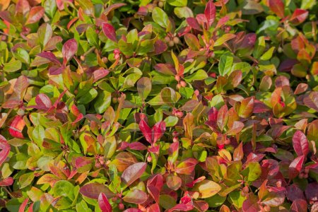 Closeup of gaultheria procumbens, also called the eastern teaberry, the checkerberry, the boxberry, or the American wintergreen, is a species of Gaultheria native to northeastern North America.