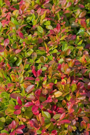 El primer plano de gaultheria procumbens, también llamado la tetera oriental, la zarzamora, el boxberry, o el wintergreen americano, es una especie de gaultheria nativa del noreste de América del Norte..