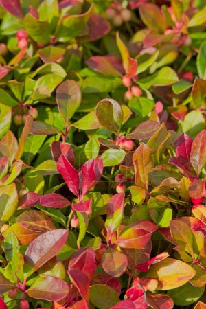 Closeup of gaultheria procumbens, also called the eastern teaberry, the checkerberry, the boxberry, or the American wintergreen, is a species of Gaultheria native to northeastern North America.