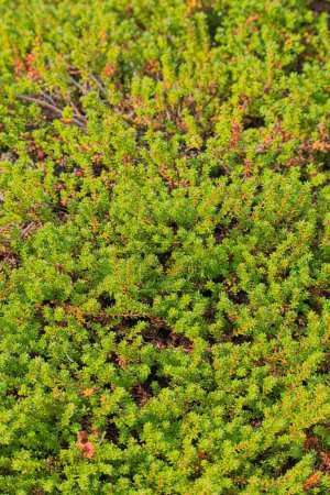 Großaufnahme von Empetrum nigrum, Krähenbeere, schwarzer Krähenbeere oder, in Westalaska, Brombeere, ist eine blühende Pflanzenart aus der Familie der Heidegewächse Ericaceae. 