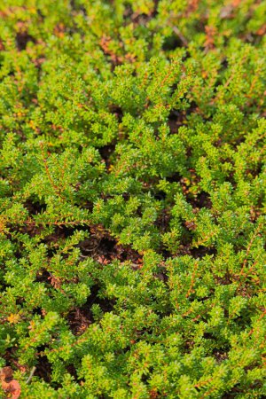 Closeup of empetrum nigrum, crowberry, black crowberry, or, in western Alaska, blackberry, is a flowering plant species in the heather family Ericaceae. 
