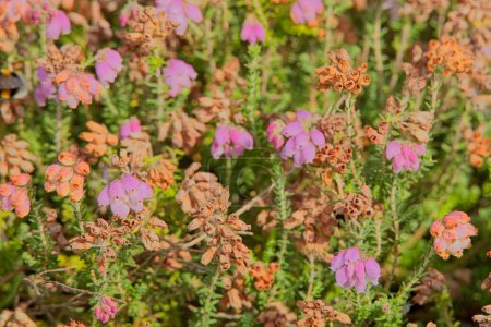 Closeup of erica tetralix, the cross-leaved heath, is a species of flowering plant in the family Ericaceae, native to western Europe. 