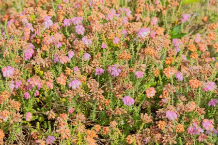 Die Großaufnahme der Kreuzblättrigen Heide (erica tetralix) ist eine Blütenpflanze aus der Familie der Ericaceae, die in Westeuropa beheimatet ist.. 