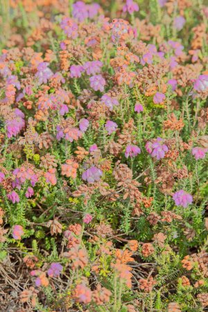 Die Großaufnahme der Kreuzblättrigen Heide (erica tetralix) ist eine Blütenpflanze aus der Familie der Ericaceae, die in Westeuropa beheimatet ist.. 