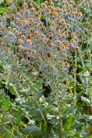 Closeup of eryngium planum, the blue eryngo or flat sea holly, is a species of flowering plant in the family Apiaceae, native to the area that includes central and southeastern Europe and central Asia.
