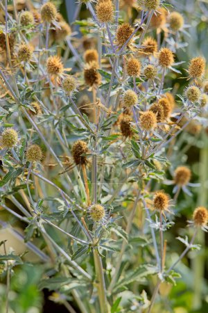 Closeup of eryngium planum, the blue eryngo or flat sea holly, is a species of flowering plant in the family Apiaceae, native to the area that includes central and southeastern Europe and central Asia.