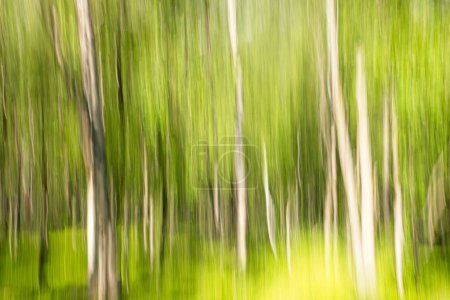 ICM intentional camera movement of forest in the summer.