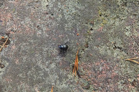 Closeup of dung beetle (scarabaeoidea) moving over rock surface.