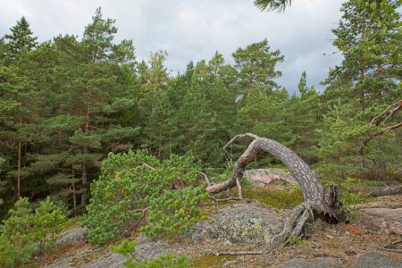 Wacholder (Juniperus communis) im Wald auf der Insel Linlo bei bewölktem Herbstwetter, Kirkkonummi, Finnland.