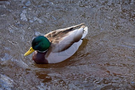 Male mallard duck (Anas platyrhynchos) swimming in a river, Vanha-Espoo, Finland.