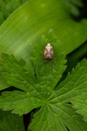 El primer plano de un insecto escudo de abedul (elasmostethus interstinctus) sentado sobre una hoja verde.