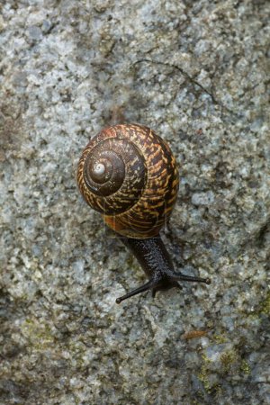 Closeup of a copse snail (arianta arbustorum) crawling over rock in forest.