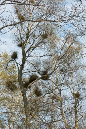 Escobas de brujas (Taphrina betulina) en ramas de árboles, una deformidad causada por un hongo en tiempo nublado de primavera.