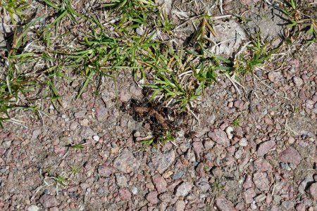 Téléchargez les photos : Gros plan de fourmis mangeant de la chenille papillon au printemps. - en image libre de droit