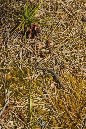 Lebendgebärende Eidechse oder Eidechse (Zootoca vivipara) auf dem Boden im Frühjahr.