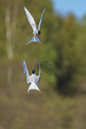 Common terns (Sterna hirundo) fight in sunny spring weather.