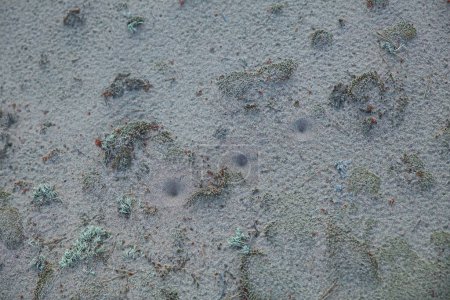 Foto de Primer plano de las trampas de arena de una larva de un antón. - Imagen libre de derechos