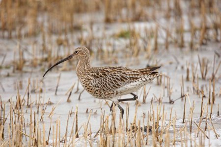 Eurasian curlew or common curlew (Numenius arquata) walking on a snowy field in spring.