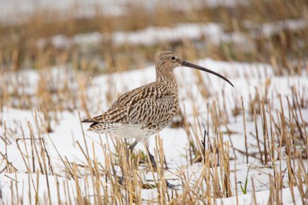Eurasian curlew or common curlew (Numenius arquata) walking on a snowy field in spring.