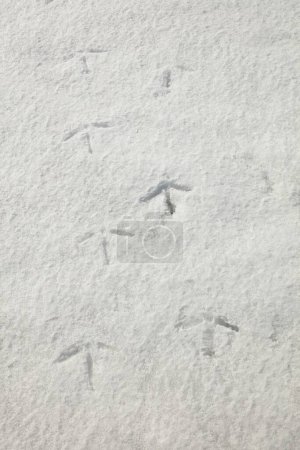 Photo for Closeup of swan tracks in the snow in winter. - Royalty Free Image