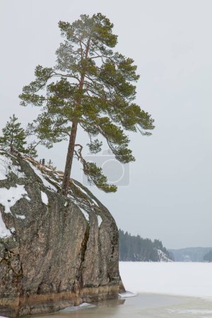 Lonely tree on the edge cliff in cloudy spring weather, Pitkjrvi, Nuuksio, Finland.