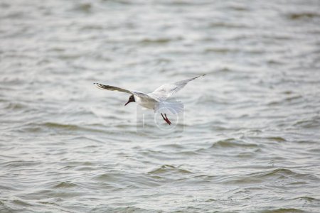 Black-headed gull (Larus ridibundus) flying over wavy sea in spring.