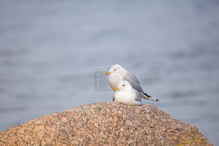 Common gulls (Larus canus) or sea mews on rock in spring with sea in background.