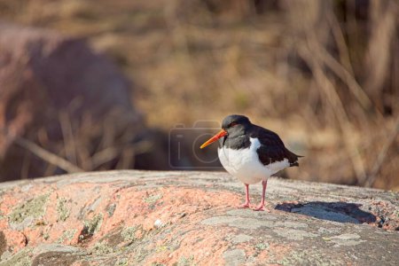 Photo for Eurasian oystercatcher (Haematopus ostralegus) also known as the common pied oystercatcher, or just oystercatcher is a wader, standing on a rocky coast in sunny spring weather. - Royalty Free Image
