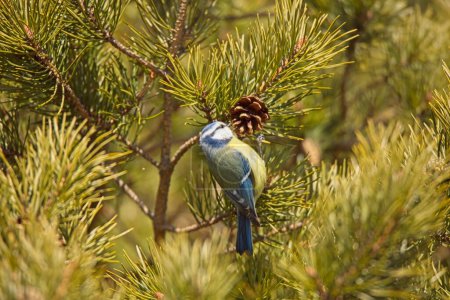 Blue tit (Cyanistes caeruleus) eating pine cone in spring.