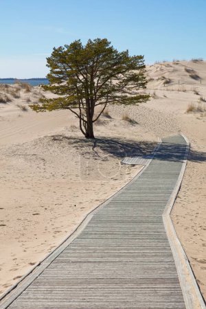 Dunes à la plage de Yyteri avec sentier en bois au printemps, Pori, Finlande.
