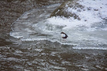 White-throated dipper (Cinclus cinclus), also known as the European dipper, is an aquatic bird standing on ice on river Vantaanjoki in winter, Vantaankoski, Finland.