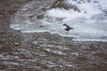 Cinclus cinclus (Cinclus cinclus) es un ave acuática que se encuentra sobre hielo en el río Vantaanjoki en invierno, Vantaankoski, Finlandia..