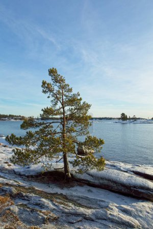 Winter seashore with pine tree and snow on the ground, Kopparnas, Finland.