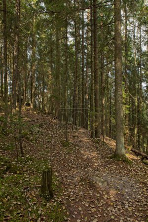 Sentier de randonnée en forêt en automne avec des feuilles sur le gorund, Parc national de Nuuksio, Espoo, Finlande.
